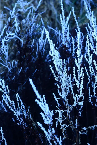 DSC_0966 (Large).JPG